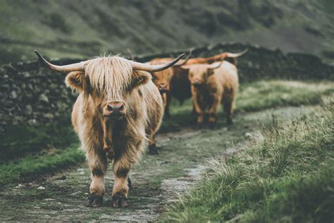 highland cow wallpaper|aesthetic highland cow wallpaper.